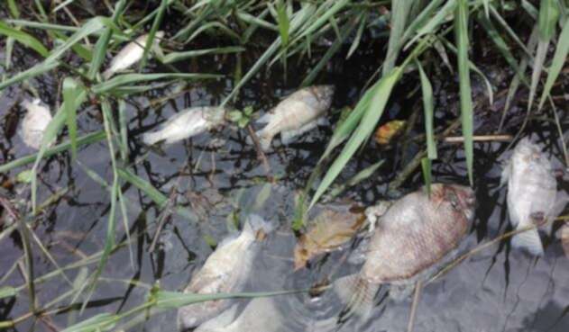 Pescadores los entierran en fosas comunes