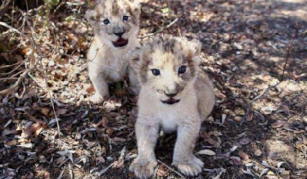 Leones concebidos por inseminación artificial.