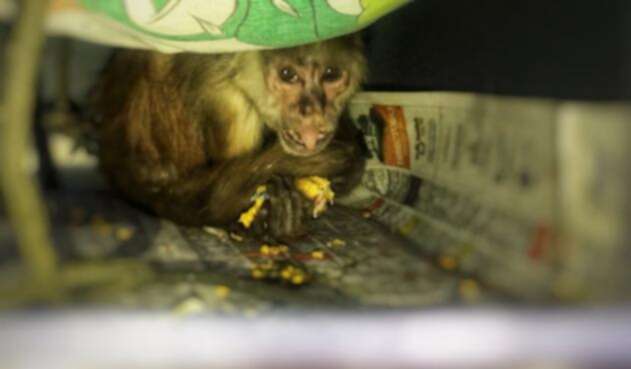 El mono langur fue atacado por los seis sujetos.