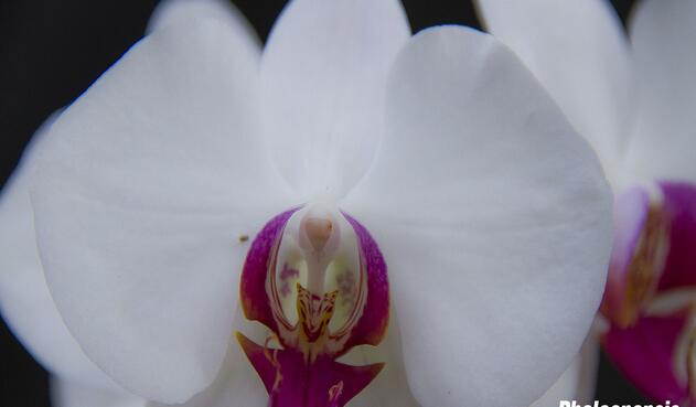 Orquídea Phalaenopsis
