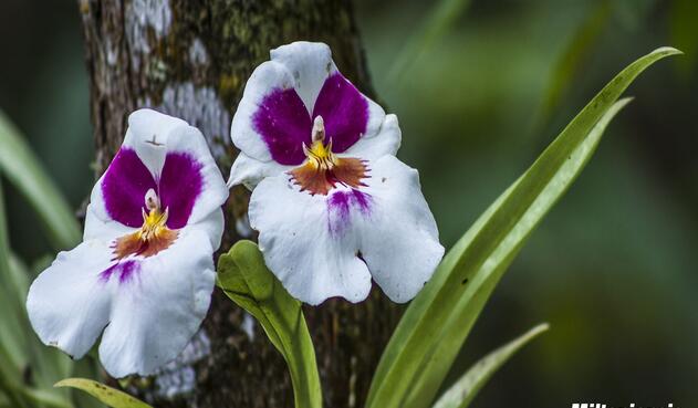 Orquídea Miltoniopsis