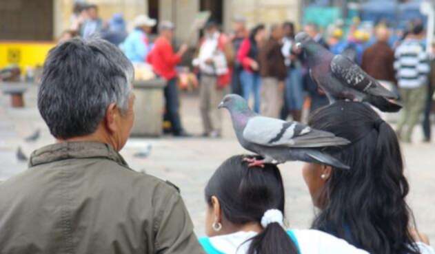 Palomas en la Plaza de Bolívar
