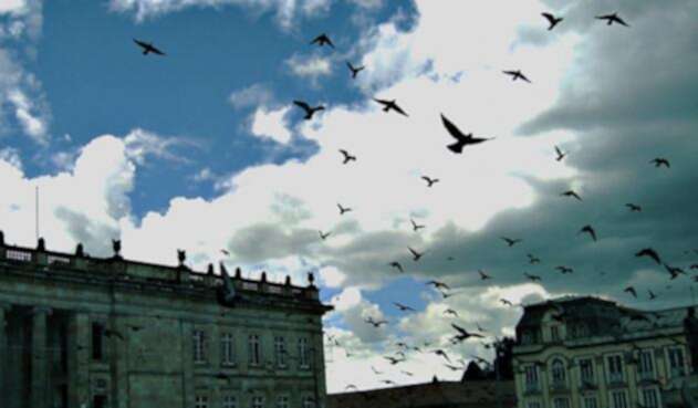 Palomas en la Plaza de Bolívar