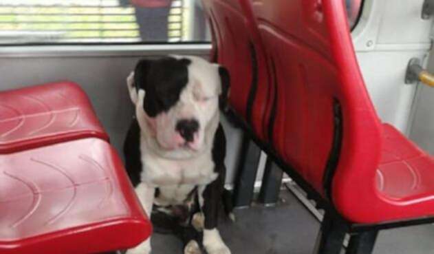 Perro en Transmilenio