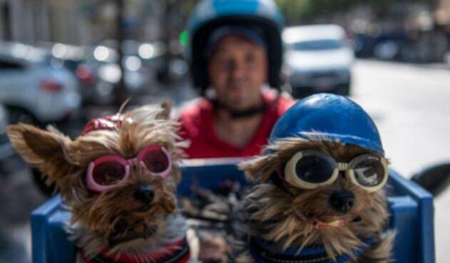Perros