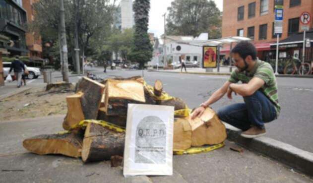 Tala de árboles en Chapinero