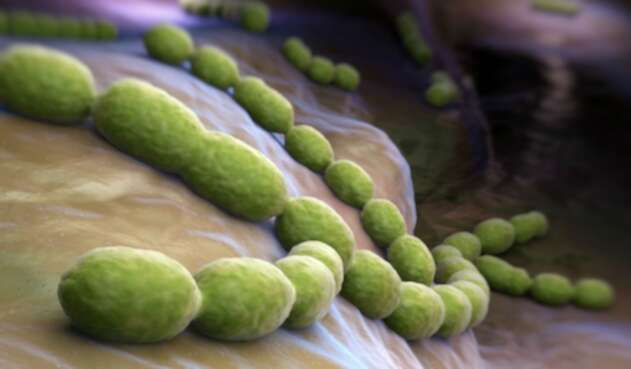 Bacteria: Foto de referencia