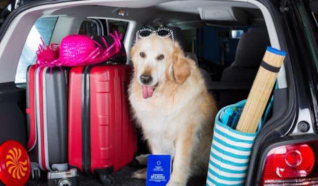 Viajar con la mascota