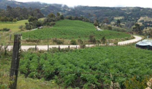 Se identificó cinco hectáreas donde se cultivaba papa en la zona de reserva de los Cerros Orientales de Bogotá