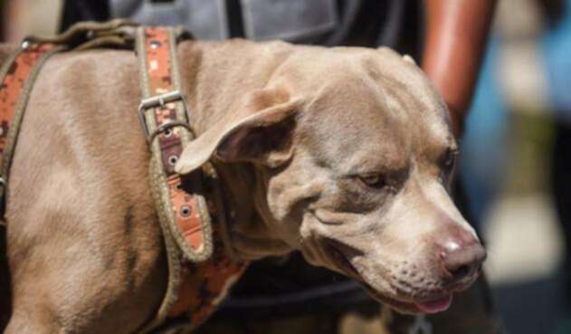 "Bolillo", el perro que viaja con la caravana de migrantes hondureños