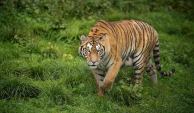 Tigre en India