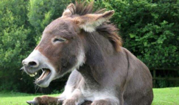 Burro