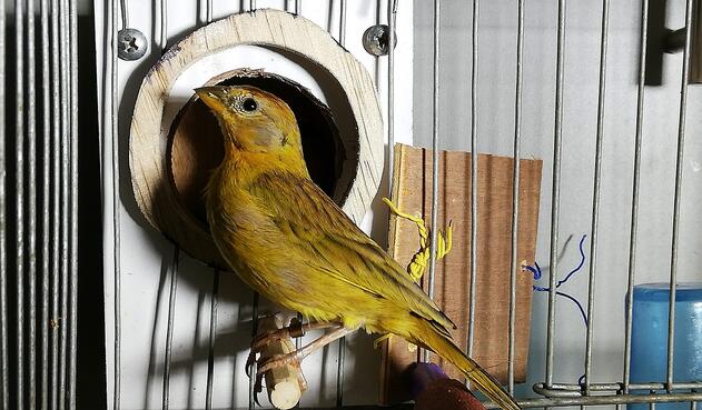 Estos fueron los animales silvestres recuperados por la Secretaria de Ambiente y por la Policía Ambiental. Estos fueron los animales silvestres recuperados por la Secretaria de Ambiente y por la Policía Ambiental.