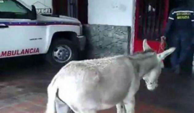 Fotograma del video viral en el que se compara a Maduro con un burro.