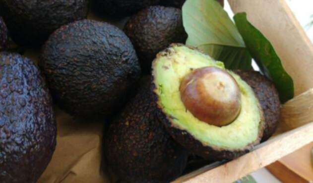 Aguacate Hass