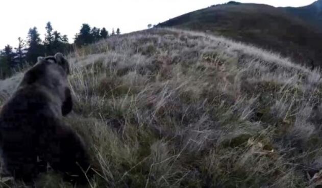 Dos osas hembras han sido reintroducidas en la región de Béarn, en los Pirineos franceses.