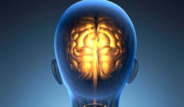 Cerebro humano