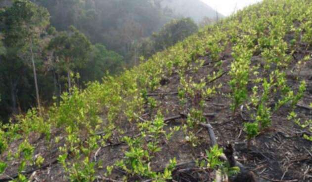 Cultivos de hoja de coca