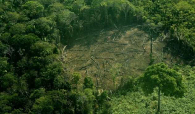 Tala de árboles en la Amazonía