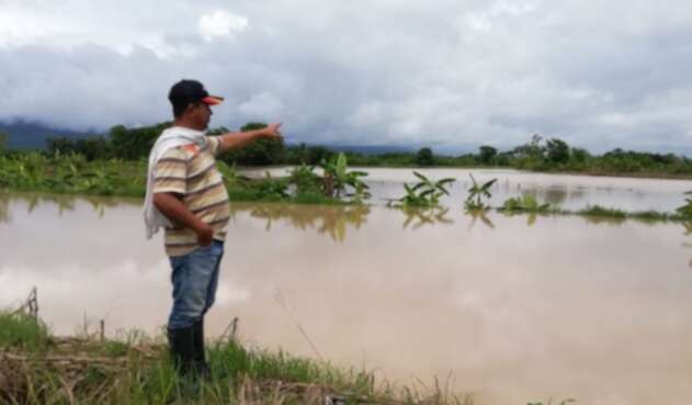 Inundaciones a cultivos de arroz en zona rural del municipio de El Zulia