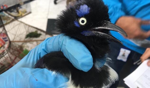 Estas aves fueron recuperadas en el occidente de Bogotá