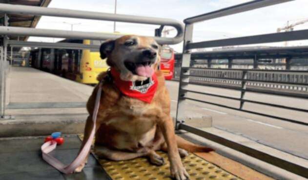 Las mascotas de razas grandes y medianas deben ingresar con collar y siempre estar sujetos por sus dueños.