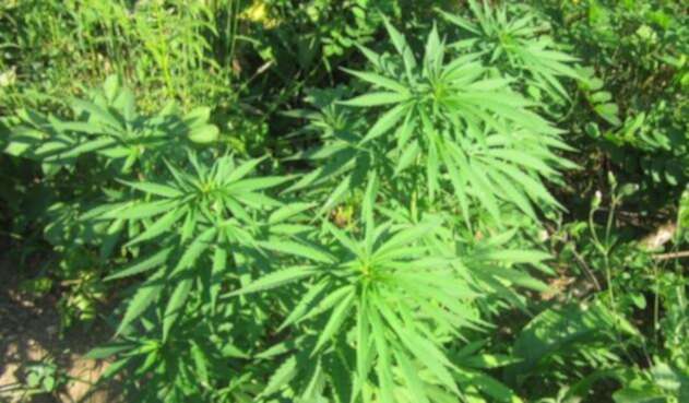 Cannabis podría rejuvenecer el cerebro.