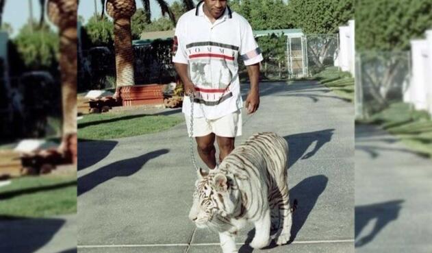 El exboxeador se ha destacado por tener varios tigres blancos de mascota. Según afirmó Tyson durante una entrevista, en solo una ocasión uno de sus tigres lo lastimo y fue sin culpa.
