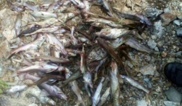 Una disminución repentina de los niveles de oxígeno en el lago habrían ocasionado la muerte de los peces.