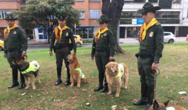 Perros serán dados en adopción Perros serán dados en adopción