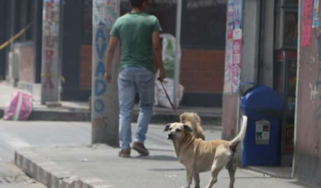 Perros callejeros en Ciudad Bolívar, Bogotá