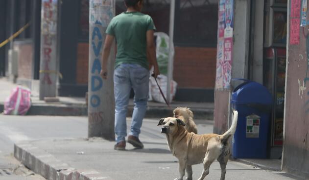 Perros callejeros en Ciudad Bolívar, Bogotá
