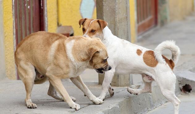 Perros callejeros en Ciudad Bolívar, Bogotá