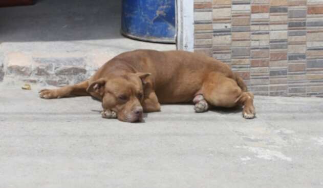 Maltrato animal. Imagen de referencia. Perros callejeros en Ciudad Bolívar, Bogotá