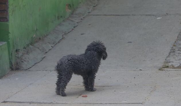 Perros callejeros en Ciudad Bolívar, Bogotá