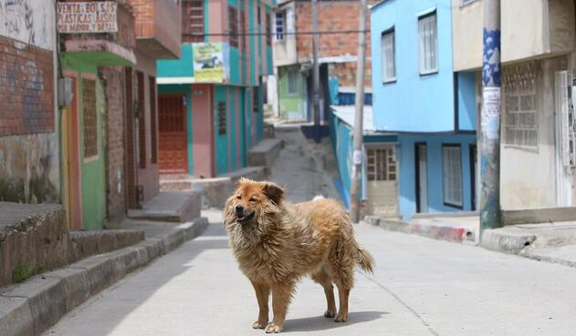 Perros callejeros en Ciudad Bolívar
