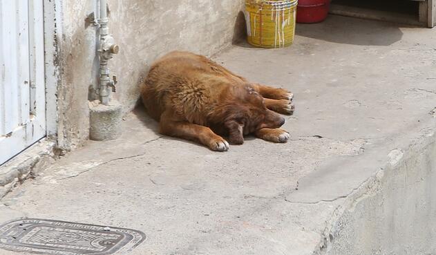 Perro