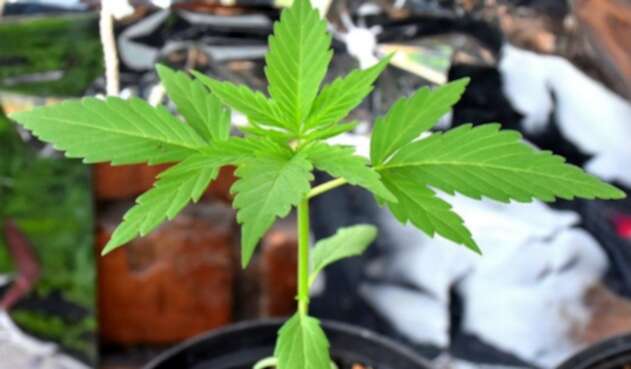Planta de cannabis