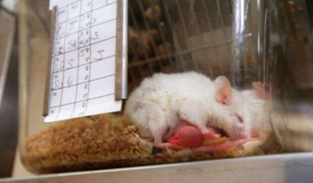 Ratones bebés