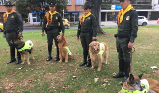Perros héroes de la Policía que están puestos en adopción.