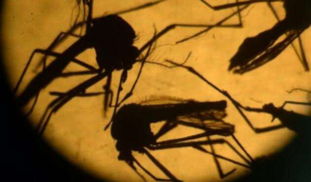 En América, la incidencia de la malaria aumentó por el mayor número de casos en Brasil, Nicaragua y, sobre todo, Venezuela.