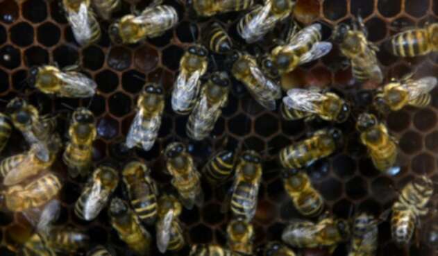 Enjambre de abejas
