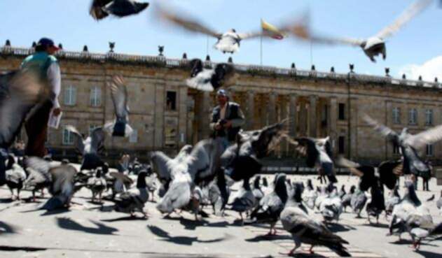 Sobrepoblación de palomas en la Plaza de Bolívar Sobrepoblación de palomas en la Plaza de Bolívar