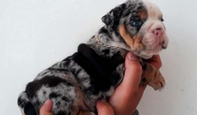 El cachorro bulldog inglés merle hurtado