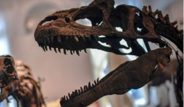 Hace 66 millones de años se produjo la extinción masiva del Cretácico-Paleógeno, que acabó con el 75 % de las especies terrestres.