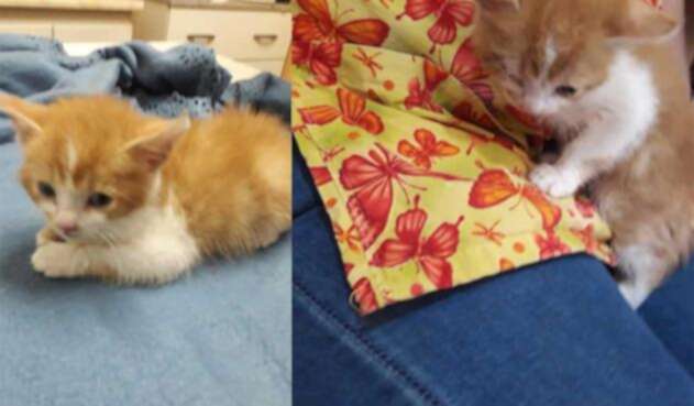 Gata Emilia fue victima de maltrato animal
