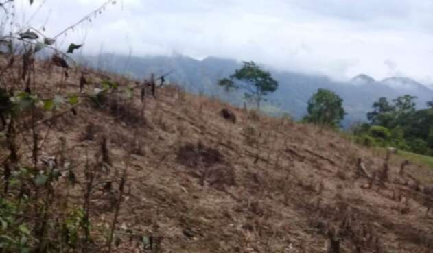 Terrenos fumigados con glifosato en Antioquia