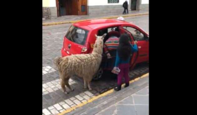 Llama en carro