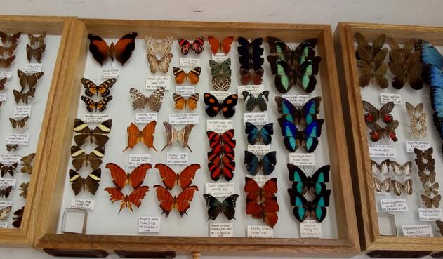 Mariposas halladas en Santander.