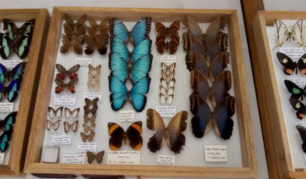 Mariposas halladas en Santander.